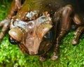 Central American brown tropical frog