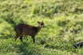 Central American red brocket Royalty Free Stock Photo