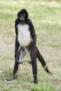 Central American Spider Monkey