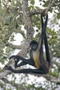 Central American Spider Monkey or Geoffroys spider monkey, Ateles geoffroyi