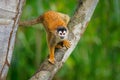 Central American squirrel monkey - Saimiri oerstedii also red-backed squirrel monkey, in the tropical forests of Central and South Royalty Free Stock Photo