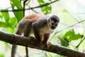Central American squirrel monkey - Saimiri oerstedii Royalty Free Stock Photo