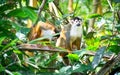 Central American squirrel monkey Saimiri oerstedii Royalty Free Stock Photo