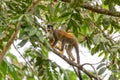 Central American squirrel monkey, Saimiri oerstedii, Quepos, Costa Rica wildlife Royalty Free Stock Photo