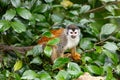 Central American squirrel monkey, Saimiri oerstedii, Quepos, Costa Rica wildlife