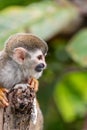 Central American squirrel monkey, Saimiri oerstedii, Quepos, Costa Rica wildlife Royalty Free Stock Photo