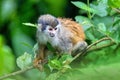 Central American squirrel monkey, Saimiri oerstedii, Quepos, Costa Rica wildlife Royalty Free Stock Photo