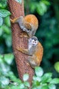 Central American squirrel monkey, Saimiri oerstedii, Quepos, Costa Rica wildlife Royalty Free Stock Photo