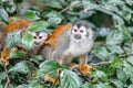 Central American squirrel monkey, Saimiri oerstedii, Quepos, Costa Rica wildlife