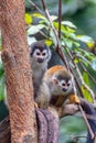 Central American squirrel monkey, Saimiri oerstedii, Quepos, Costa Rica wildlife Royalty Free Stock Photo