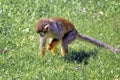 Central American squirrel monkey, Saimiri oerstedii, red-backed squirrel monkey. Exotic monkeys in the Monkey Forest in Yodfat, Royalty Free Stock Photo