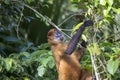 Central American squirrel monkey Saimiri oerstedii Royalty Free Stock Photo