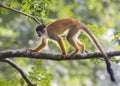 Central American squirrel monkey, Saimiri oerstedii Royalty Free Stock Photo