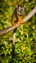 Central American squirrel monkeys