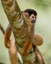 Central American squirrelmonkey relaxing in a tree Royalty Free Stock Photo