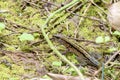 Central American Whiptail 839939