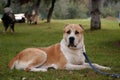 Central Asia Shepherd Dog