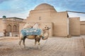 Central Asian camel in Khiva Uzbekistan
