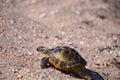 Central Asian desert turtle close-up, selective focus, copy space Royalty Free Stock Photo