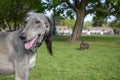 The Central Asian greyhound, after a long walk, stuck out her tongue and looked into the distance.