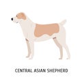 Central Asian Shepherd Or Alabai. Large Herding Dog Or Sheepdog Isolated On White Background. Gorgeous Purebred Domestic