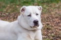 Head shot Central Asian Shepherd Dog.Alabai dog