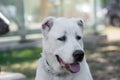 Head shot Central Asian Shepherd Dog.Alabai dog