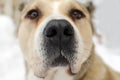 Central Asian Shepherd dog Alabai looks at the camera. Focus on the tip of the nose. Close-up of a dog`s nose Royalty Free Stock Photo