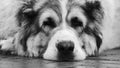 Central Asian Shepherd dog Alabai portrait close up Black and white color Royalty Free Stock Photo