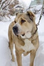 Central Asian Shepherd dog Alabai portrait close-up. Vertical photography