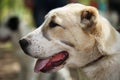 Central Asian Shepherd Dog Royalty Free Stock Photo