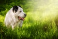 The Central Asian Shepherd Dog on green grass. Springtime. Royalty Free Stock Photo