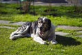 Central Asian Shepherd Dog Royalty Free Stock Photo