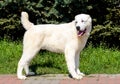 Central Asian Shepherd Dog looks right. Royalty Free Stock Photo