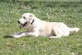 Central asian shepherd dog is lying on a green grass in the spring park and looking away. Alabay or aziat. Pet animals