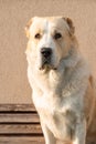 Central Asian Shepherd Dog male adult portrait Royalty Free Stock Photo