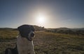 Central Asian Shepherd Dog in the mountains in the backlight of the setting sun Royalty Free Stock Photo