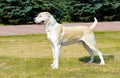 Central Asian Shepherd Dog profile. Royalty Free Stock Photo