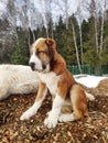 Central Asian Shepherd Dog puppy. Cute white and brown Alabai puppy sits on a hillock of tree bark Royalty Free Stock Photo