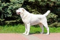 Central Asian Shepherd Dog stands in profile. Royalty Free Stock Photo