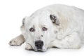 Central Asian Shepherd Dog on white background Royalty Free Stock Photo