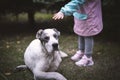 Central Asian Shepherd Dog & x28;Alabai& x29; lies on the green grass. The girl wants to pet a dog with white hair. Royalty Free Stock Photo