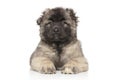 Central Asian Shepherd puppy Royalty Free Stock Photo