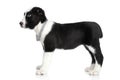 Central asian shepherd puppy standing Royalty Free Stock Photo