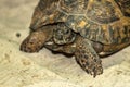 Central Asian steppe turtle Royalty Free Stock Photo