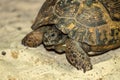 Central Asian steppe turtle Royalty Free Stock Photo
