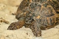 Central Asian steppe turtle Royalty Free Stock Photo