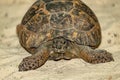 Central Asian steppe turtle Royalty Free Stock Photo