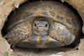 Central Asian steppe turtle in the Ili river valley