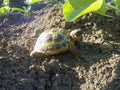 Central Asian steppe turtle. The tortoise walks on the ground Royalty Free Stock Photo